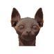 Картонний 3D пазл Sphynx cat