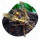 Конструктор Стімпанк Муха Дрозофіла (drosophila)